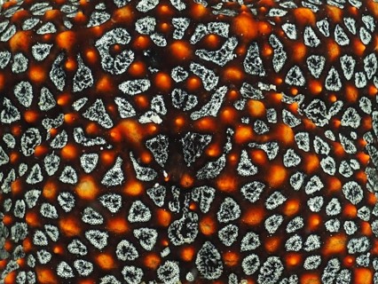 Close-up of a starfish with a vivid, high-contrast pattern of orange and white: the Panamic cushion