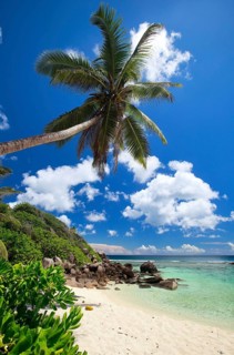 La Digue, palm beach, Seychelles, Indian Ocean, palm trees, La Digue, Indian Ocean, Seychelles