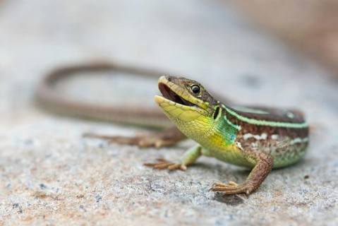 Balkan emerald lizard, Lacerta trilineata, giant spawn lizard, western giant marade lizard,