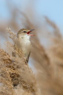 Acrocephalus arundinaceus, Brandenburg, Germany, throttle warbler, great reed warbler, nabu