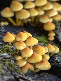 Brown-gilled woodlover, grey-leaved sulfur head, honeyhead, hypholoma capnoides, mild sulfur head,