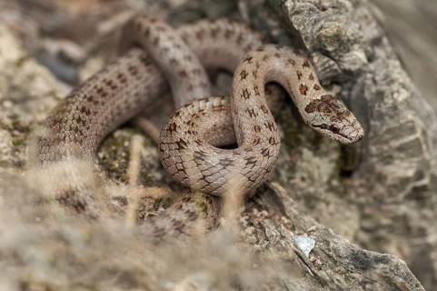 Coronella Austriaca, smooth snake, critters, reptilia, reptilia, reptiles, snakes, snakes