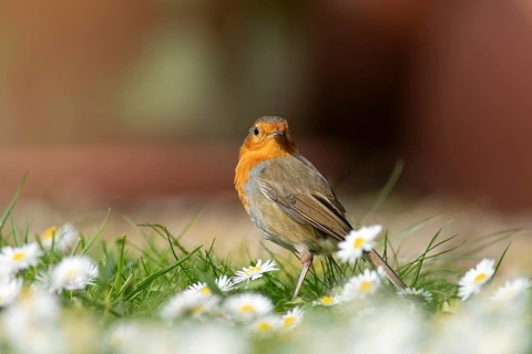European robin (Erithacus rubecula) adult garden bird on a grass lawn with daisy flowers, England,