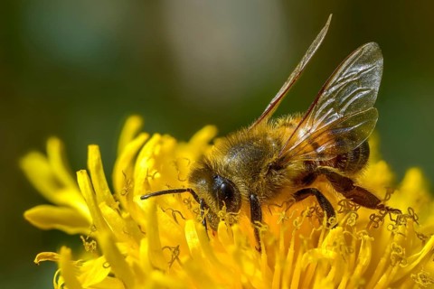 Apidae, apis mellifera, bees, European honey bee, European honeybee, hymenoptera, western honey