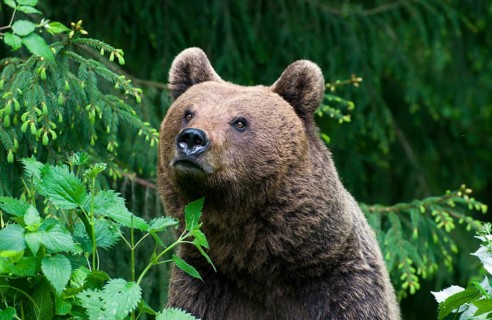 A brown bear surrounded by green vegetation in a dense forest, European brown bear (Ursus arctos