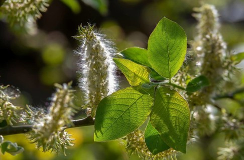 Hanging sage, kitten willow, palm willow, saal willow, salicaceae, salix caprea, willow, tree,