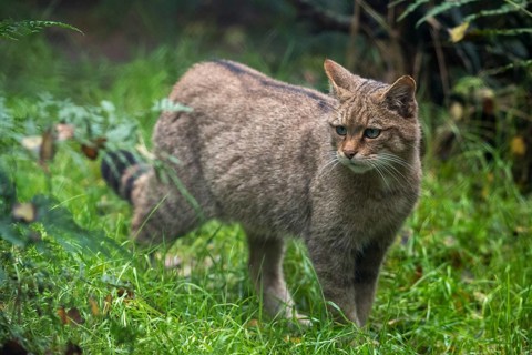 Carnivora, felis silvestris, predators, wildcat, mammals, raptors, mammals