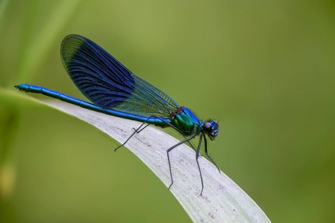 Banded demoiselle, calopteryx splendens, banded dragonfly, damselflies, dragonflies, insects,