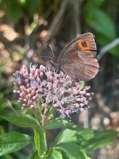 Grey-banded Erbie (Erebia aethiops), a butterfly, perched on hemp agrimony (Eupatorium cannabinum),