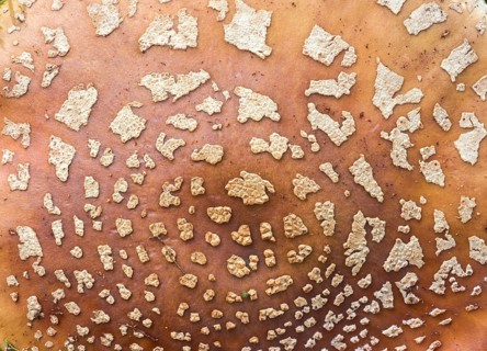 Amanita rubescens, meat mushroom, yellow-ringed pearl mushroom, golmoth, gargle stomach, pug, girl