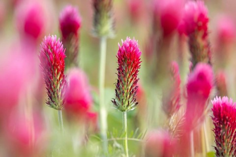 Crimson clover, Italian clover (Trifolium incarnatum) annual plant native to Atlantic and southern