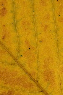 Common beech (Fagus sylvatica) tree close up of an autumn colour leaf, England, United Kingdom