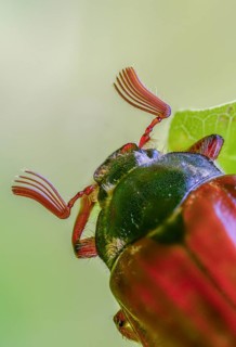 Leaf horn beetle, field may beetle, common may beetle, may bug, melolontha melolontha,