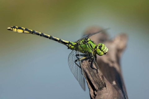 Green culbtail, green snaketail, green wedge, ophiogomphus cecilia, anisoptera, damselflies,