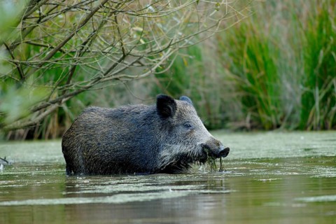 Wild boar in the forest/Keiler/Sus crofa/Wild boar in Wintertime/Germany/Germany, piglet, Germany