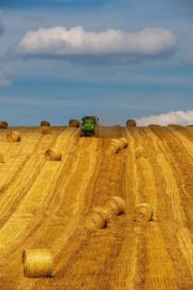 Straw harvest, after harvesting the straw, previously mowed, dried and laid in rows, so-called