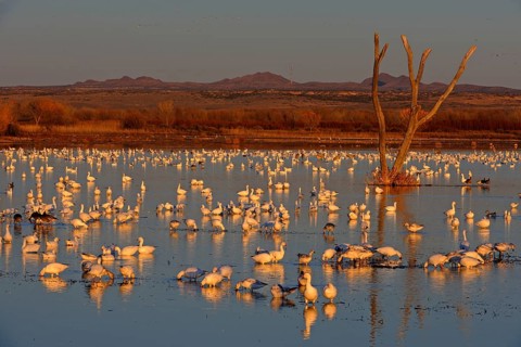 Snow geese. Apache Forest, New Mexico, USA. Snow Geese. Bosque del Apache, New Mexico, United