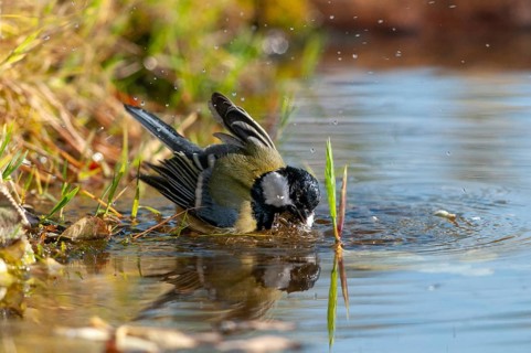 Great tit, great tit, parus major, bath, bird bath, birds, tit, passeri, songbirds, songbirds,