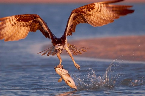Animals, birds, eagles and birds of prey, ospreys with prey, osprey (Padion haliaetus), Florida,