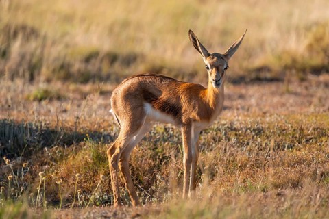 Cute young springbok (Antidorcas marsupialis) in meadow, Mountain Zebra National Park, South Africa