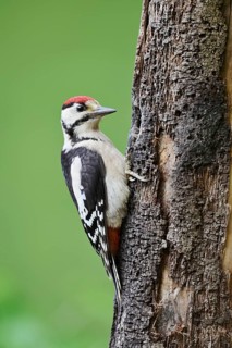 Great spotted woodpecker (Dendrocopos major, Picoides major), young bird, North Rhine-Westphalia,