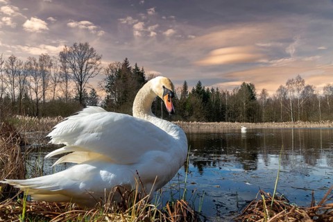 Cygnus olor, mute swan, anatidae, birds, duckbirds, spring, cusp swan, swans, jump, swans, birds,