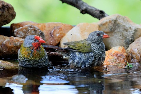 Melba's Bunting (Pytilia melba), adult, male, female, pair, in the water, bathing, Kruger National