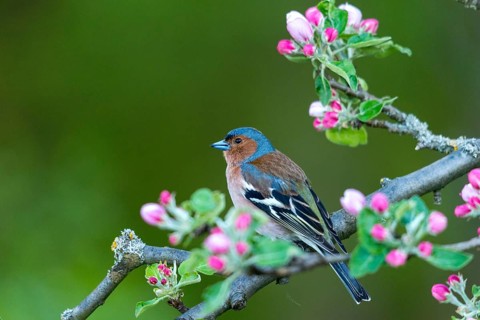 Chaffinch, fringilla coelebs, fruit tree blossoms, birds, spring, male, passeri, songbirds, song