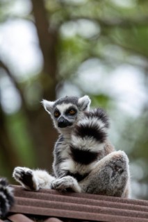A lemur sits quietly on a branch, surrounded by natural scenery and greenery. A seated ring-tailed
