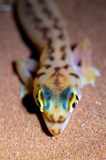 Palmato gecko (Pachydactylus rangei), night shot, NamibRand Nature Reserve, Namib Desert, Namibia