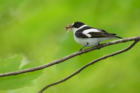 Animals, birds, male collared flycatcher with an insect in its beak (Ficedula albicollis),