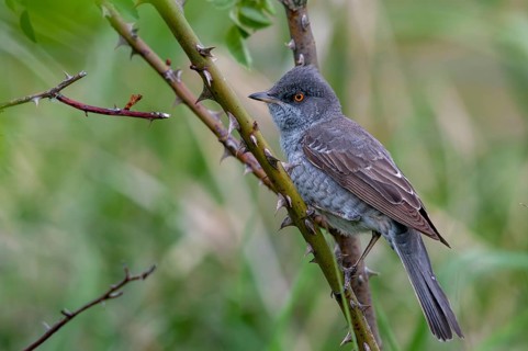 Barred Warbler, Brandenburg, Germany, Nabu, national natural heritage, Grünhaus natural paradise,