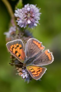 Fire butterfly, small fire butterfly, Lycaena phlaeas, small copper, butterfly, high size, portrait