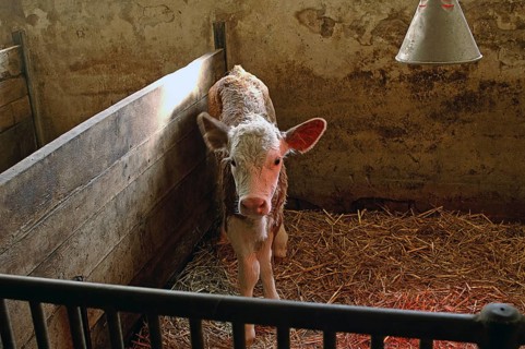 Cow calf in a stable with straw on a farm, Middle Franconia, Bavaria, Germany
