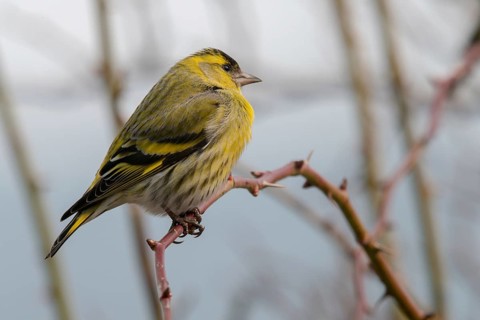 Carduelis spinus, siskin, spinus spinus, siskin, birds, male, passeri, songbirds, birds