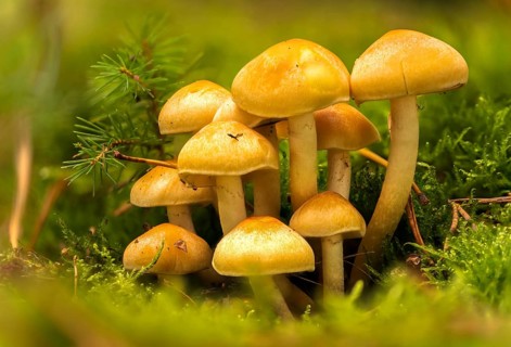 Grey-leaved sulfur head, hypholoma capnoides, mild sulfur head, smoky-leafed sulfur head,