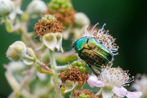 Close-up of an iridescent green Rose chafer (Cetonia aurata) beetle on bramble flowers, captured