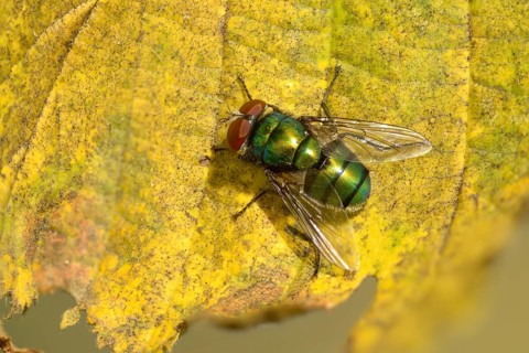 Calliphoridae, Calliphoridae spec., blowfly spec., blowflies, blow-flies, bluebottles, carrion