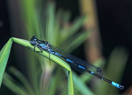 Coenagrion pulchellum, bat azuremaid, variable damselfly, damselflies, dragonflies, insects, leo,