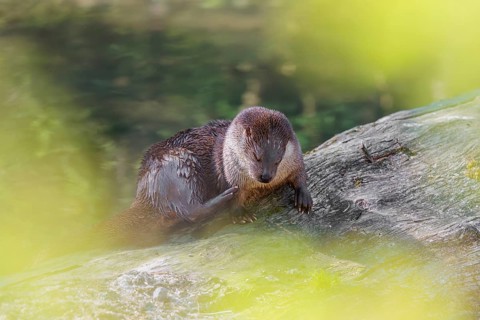 A Eurasian otter (Lutra lutra) grooms its fur on a sunny day on a fallen, decaying tree lying in