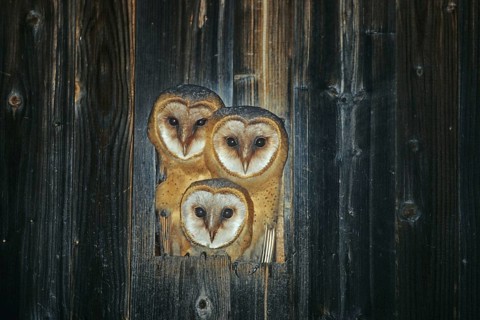 Three barn owls, barn owl, animals, birds, owls, barn owls, tree, tree hollow, biotope, habitat,