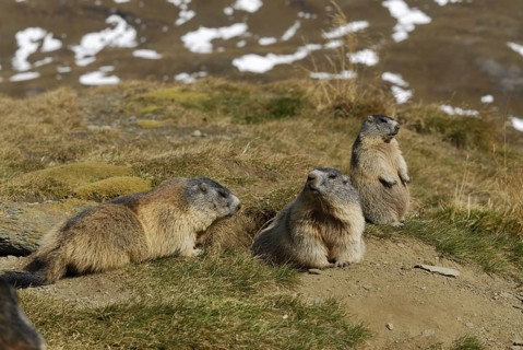 Groundhog, Hohe Tauern, Austria, 09/2007