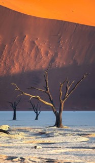 Dead camel thorn trees (Vachellia erioloba), red sand dunes, white salt pan, Dead Vlei, Sossusvlei,