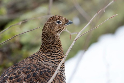 Black grouse, black grouse, blackcock, Eurasian black grouse, pheasant species, Lyrurus tetrix,