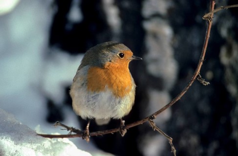 Erithacus rubecula, robin, robins, birds, passeri, songbirds, songbirds, birds, winter
