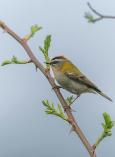 Common firecrest, golden chicken, Regulus ignicapillus, summer golden chicken, birds, high size,