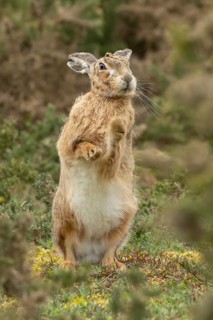 European brown hare (Lepus europaeus) adult animal stretching in grassland, England, United Kingdom