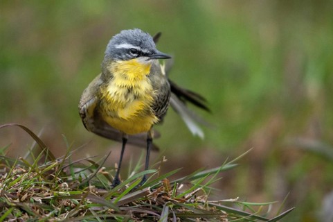 Motacilla Flava, Sheeptail, Western Yellow Wagtail, Meadowtail, Yellow Wagtail, Bath, Birds, Male,