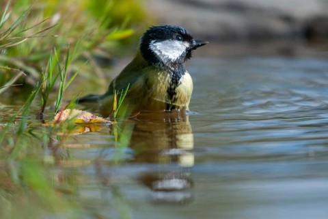 Great tit, great tit, parus major, bath, bird bath, birds, tit, mirror, passeri, songbirds,