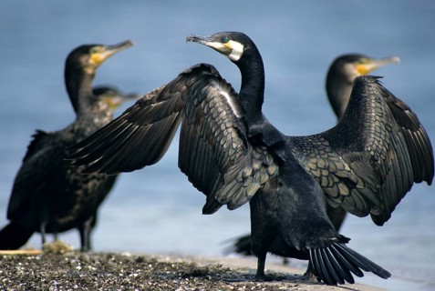 Black shag, cormorant, phalacrocorax carbo, birds, eclipse plumage, pelecaniforms, ropedes, rest